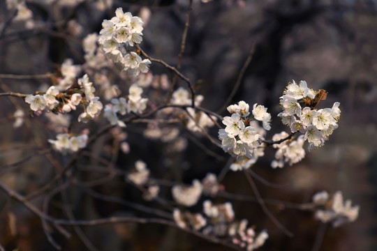 櫻花