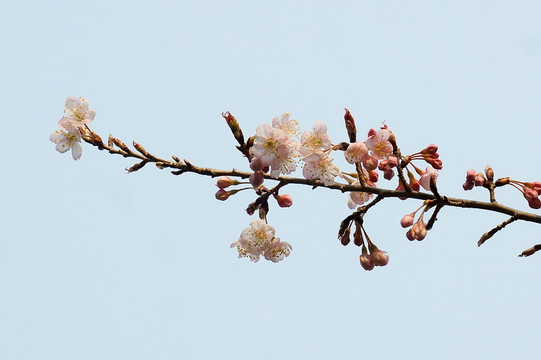 櫻花