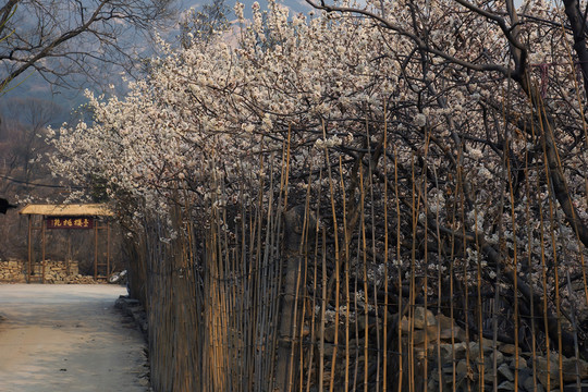 櫻花基地