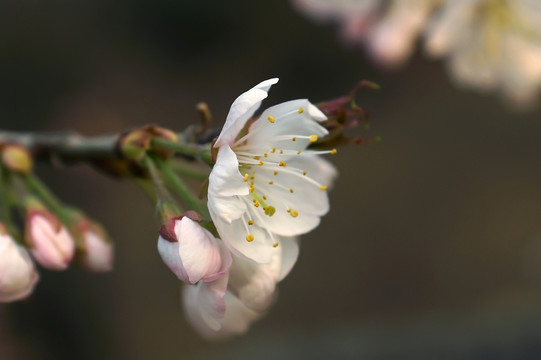 櫻花