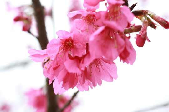 櫻花