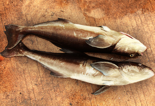 沙魚