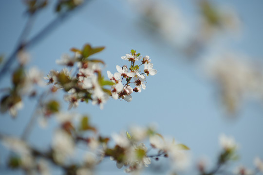 櫻花