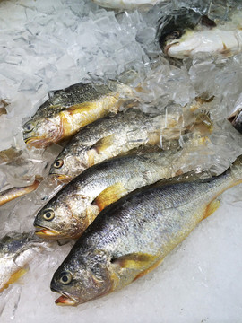 黃魚
