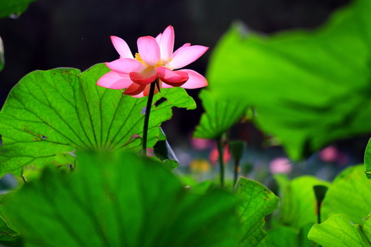 荷花