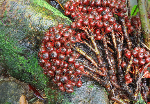紅果