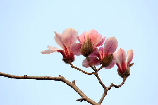 玉蘭花