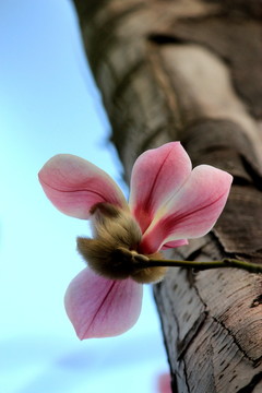 玉蘭花