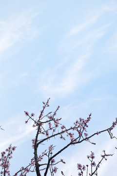 櫻花 前景