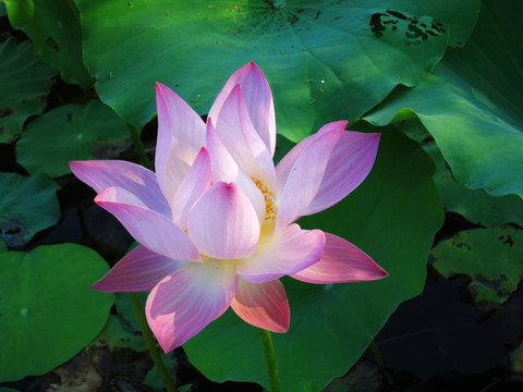荷花