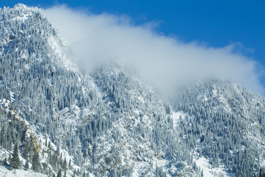 原始森林 雪景