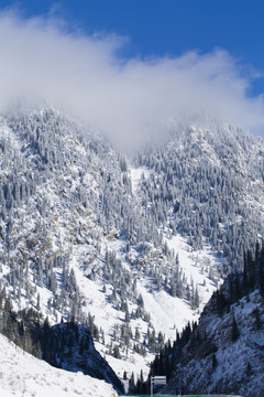 雪景 森林