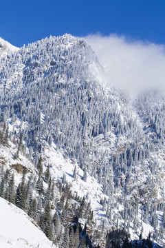 雪景 森林
