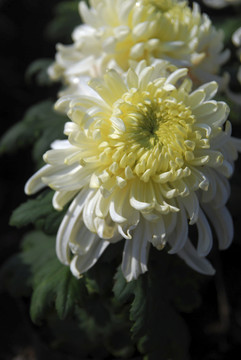 菊花
