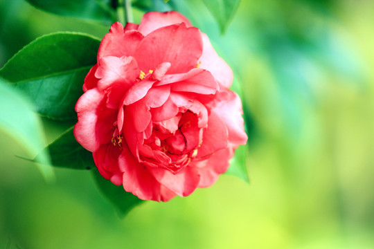 茶花
