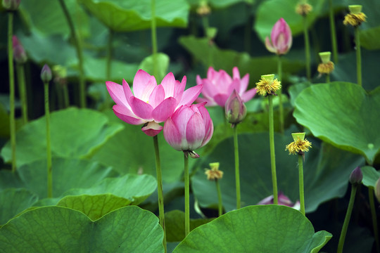 荷花