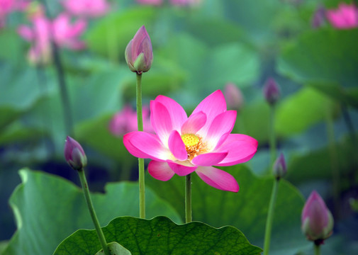 荷花