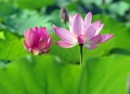 荷花