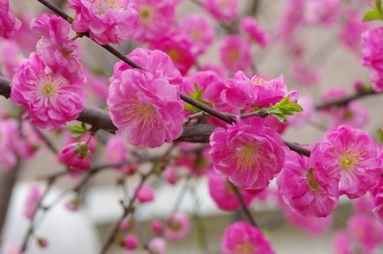 紅色梅花