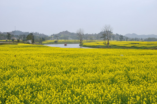 潼南油菜花