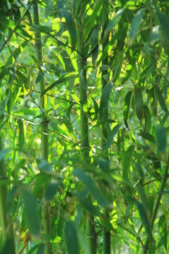 翠竹 竹林 竹子  竹園