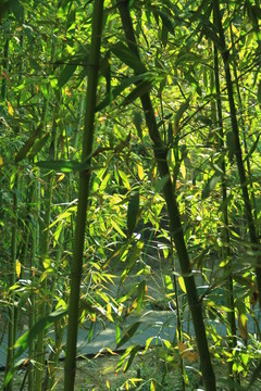 翠竹 竹林 竹子  竹園