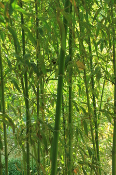 翠竹 竹林 竹子  竹園