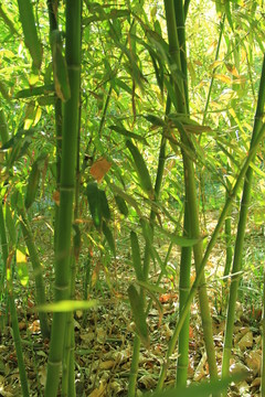 翠竹 竹林 竹子  竹園