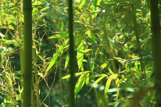 翠竹 竹林 竹子  竹園