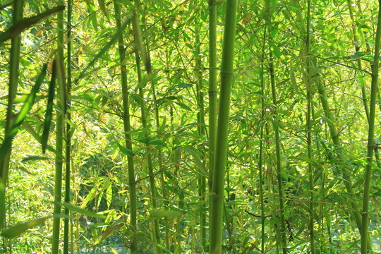 翠竹 竹林 竹子  竹園