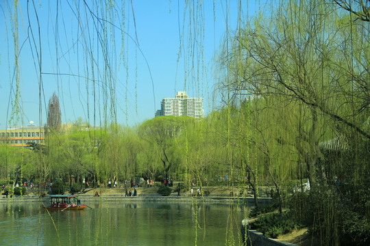 春天 湖水 游船  劃船