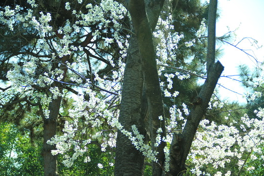 梅花樹(shù) 梅花 公園梅花樹(shù)