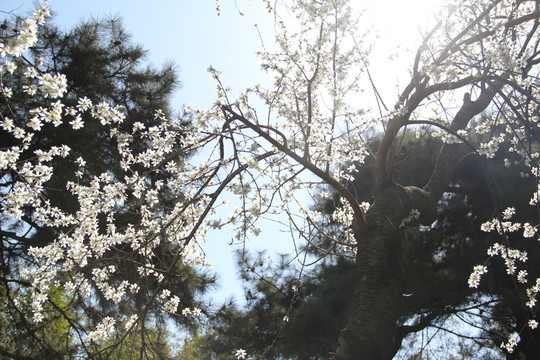 梅花樹 梅花 公園梅花樹