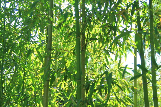 翠竹 竹林 竹子  竹園