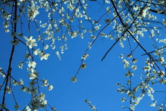 梅花樹(shù) 梅花 公園梅花樹(shù)