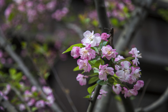 桃花