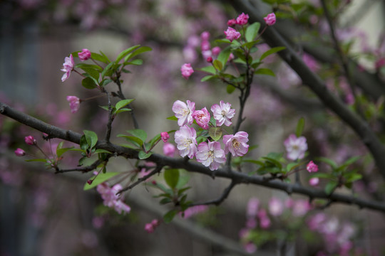桃花