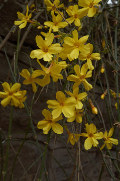 迎春花jpg