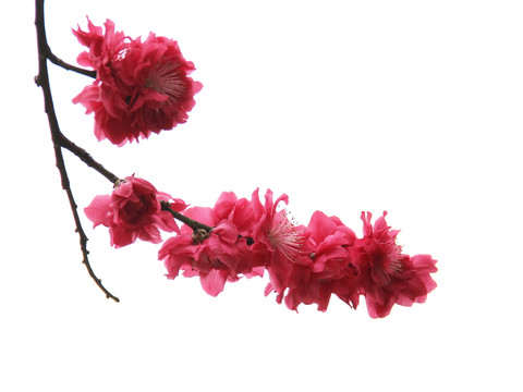 桃花