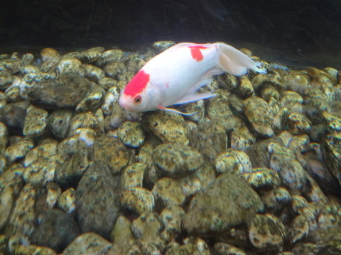 觀賞魚