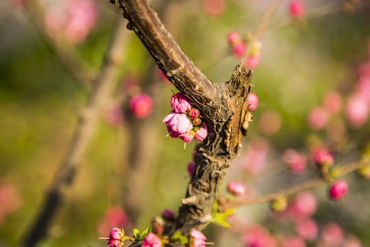 春花爛漫