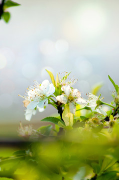 李花