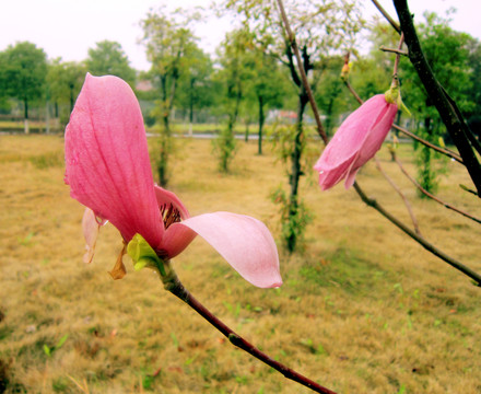 玉蘭花 紫玉蘭