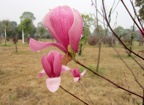 玉蘭花 紫玉蘭