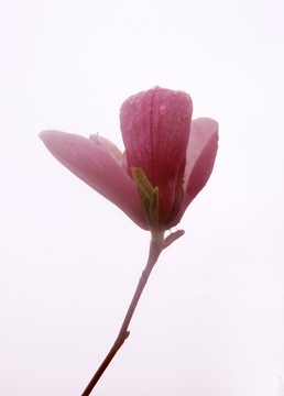 玉蘭花 紫玉蘭