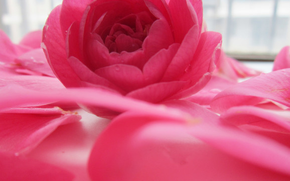花瓣 花卉