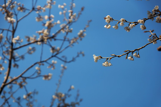 櫻花