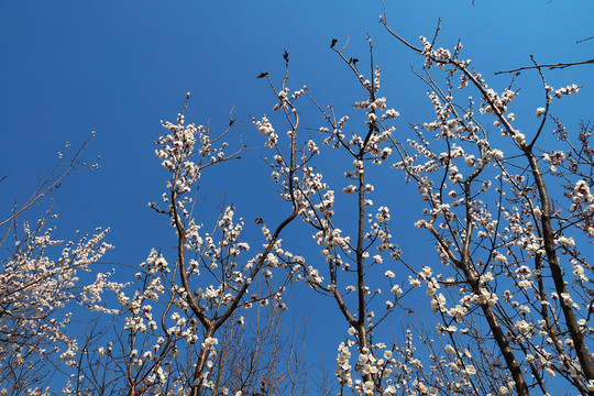 櫻花