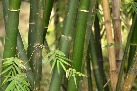 竹 竹子