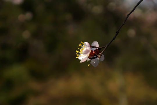 櫻花